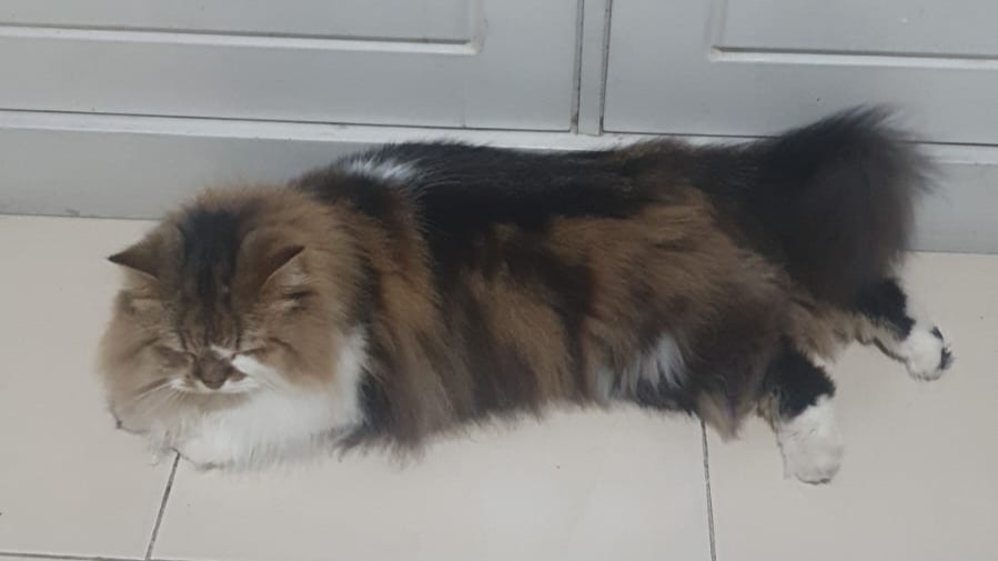Perbandingan Ras Kucing Bulu Pendek dan Bulu Panjang: Mana yang Lebih Cocok?