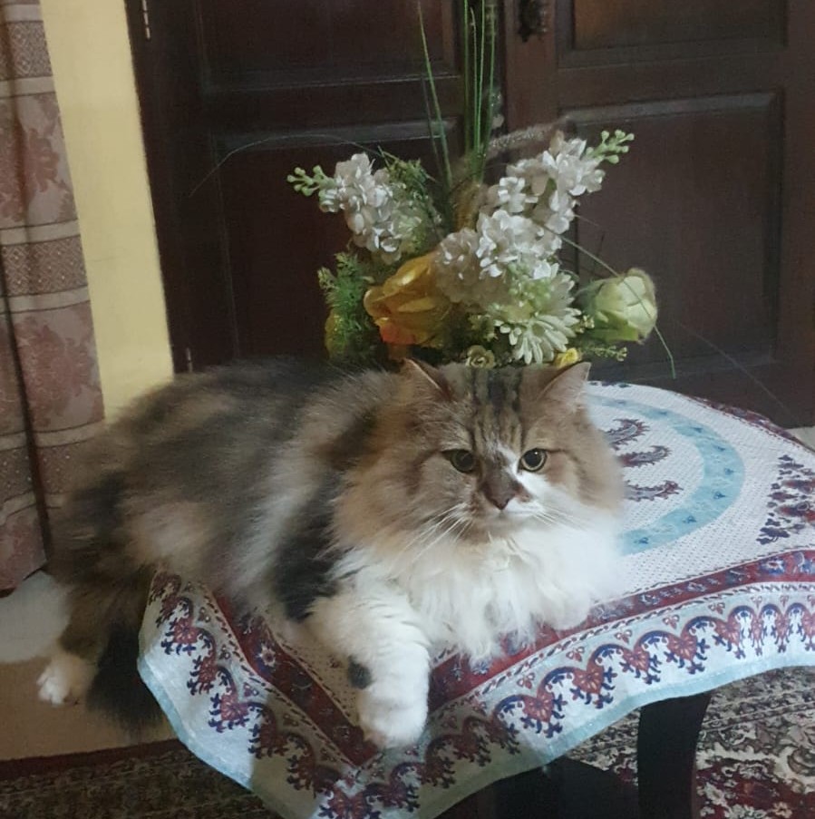 Cara Merawat Kucing Agar Sehat dan Aktif