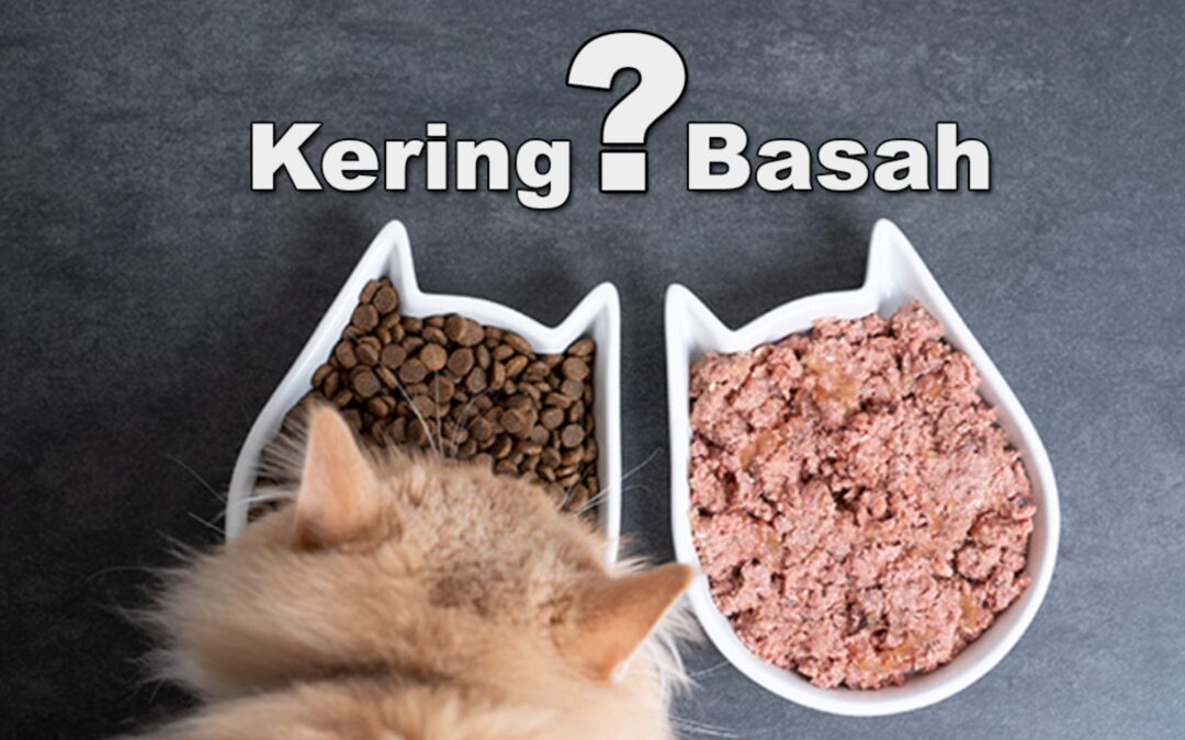 Informasi Jenis – Jenis Makanan Kucing