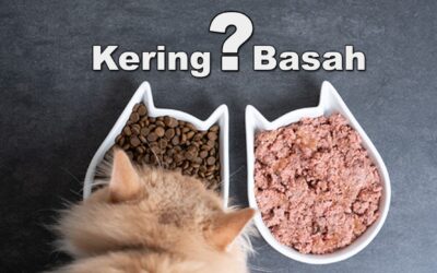 Informasi Jenis – Jenis Makanan Kucing