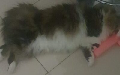 Daftar Nama Kucing yang Unik dan Lucu